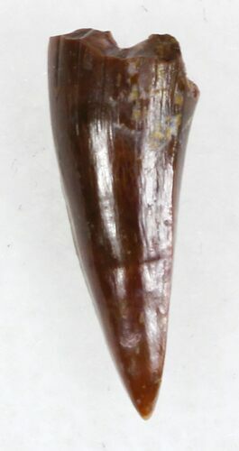 Eryops Tooth From Oklahoma - Giant Permian Amphibian #33544